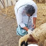 واکسیناسیون بیش از ۳۴۰۰ رأس دام در مناطق روستایی و عشایری مهرستان